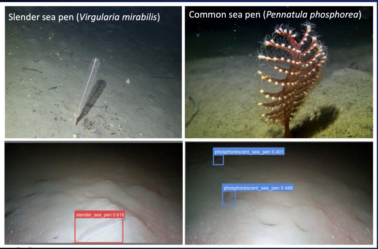 Depiction of ai models identifying sea life